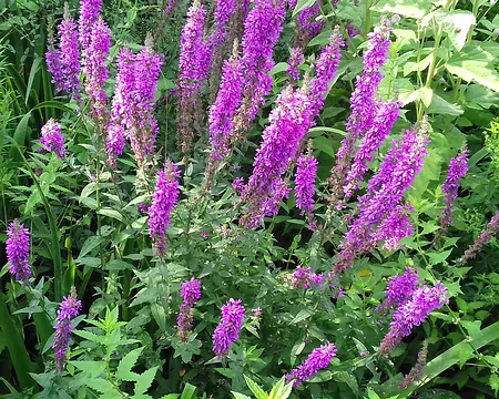 018 Salicaire (Lythrum)