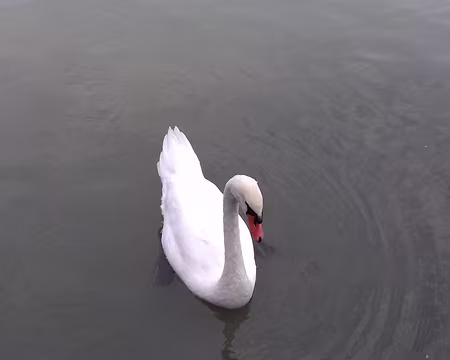 023 Cygne sur la Marne