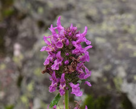 130_DSCF0981 Epiaire officinale (Betonica officinalis L., 1753 = Stachys officinalis (L.) Trévis., 1842)