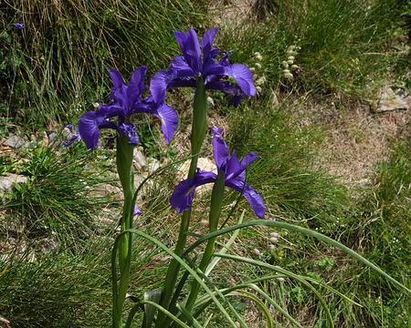 226_DSCF1477 Iris des Pyrénées (Iris latifolia (Mill.) Voss, 1895)