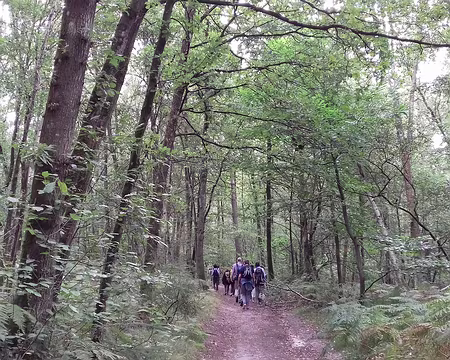 011 Le Bois communal des Cinq-Cents Arpents fait partie de la Forêt d’Yveline