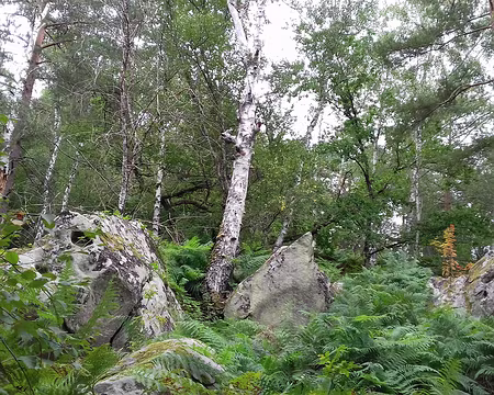 012 Rochers et bouleaux