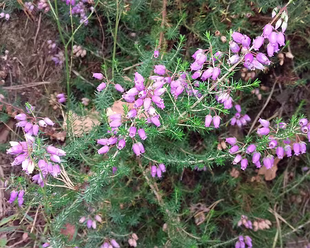014 Bruyère dans le sous-bois