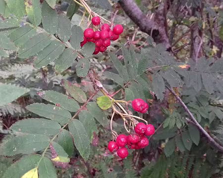 016 Sorbier des oiseleurs