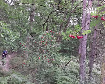 017 Sorbiers et chênes