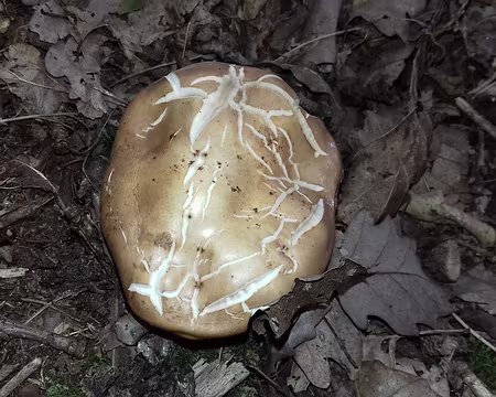 024 Autre champignon