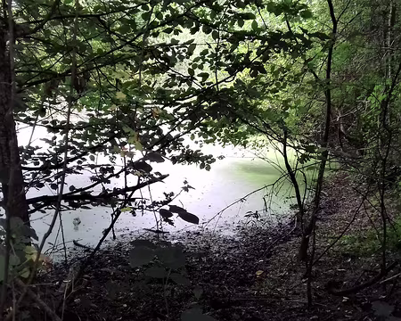 025 Une mare couverte de lentilles d’eau