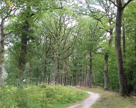 027 Chemin forestier dans le Bois domanial des Vindrins