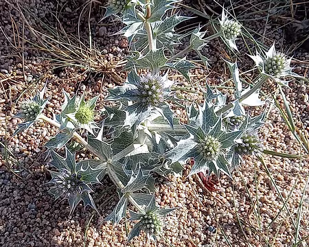 017 Panicaut maritime