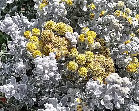 022 Buisson de Diotis blanc, achilée maritime.