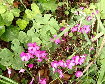 046 Oxalis articulée, originaire d'Amérique du sud, naturalisée en Cotentin.