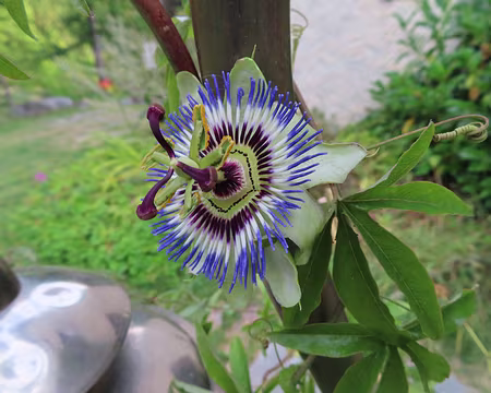 IMG_8948 Passiflore au gîte.