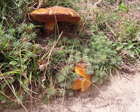 IMG_8962 Un bolet a poussé sur le col du Tronchet.