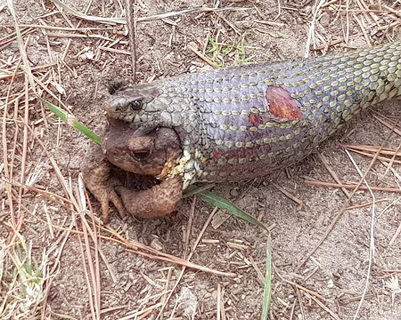 20210816_161913 Proie vivante et chasseur blessé