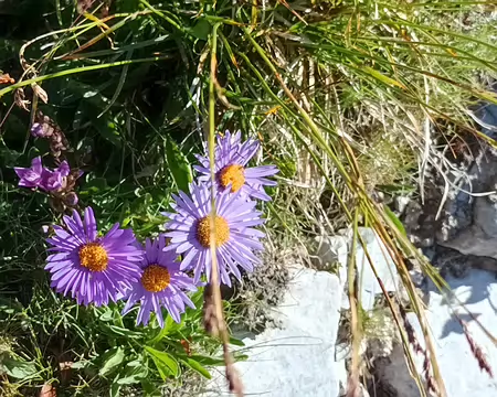 00011 Aster