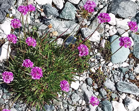 00019 petits oeillets