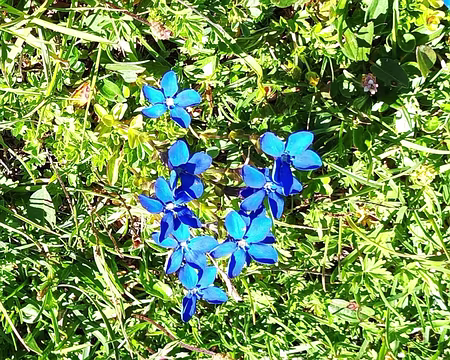 00021 Gentianes printanières