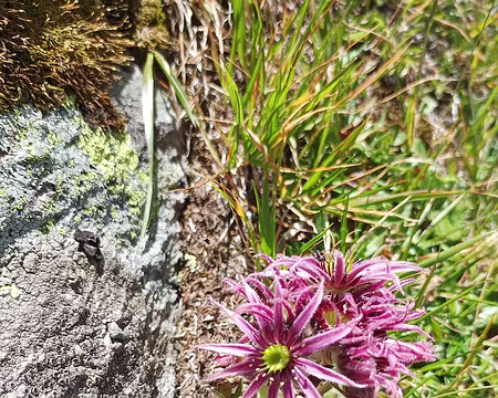 00032 Joubarbe des montagnes