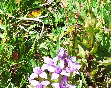 00039 Gentianes champêtre