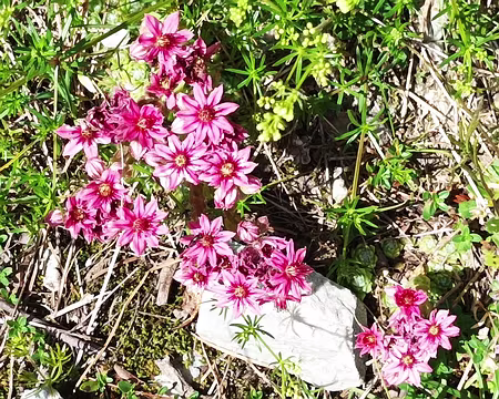 0004 Joubarbe à toile d'araignée