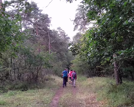001 Départ de Bois-le-Roi en direction de Barbizon