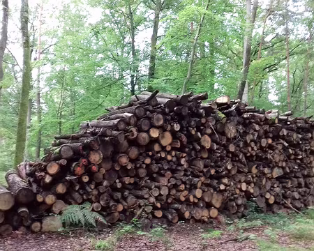 003 La forêt domaniale de Fontainebleau est gérée par l’ONF
