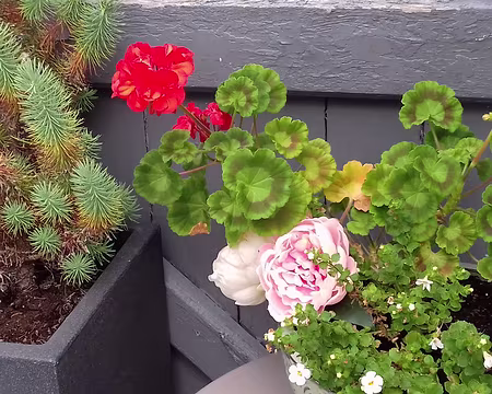 030 Fleurs dans la Grande Rue