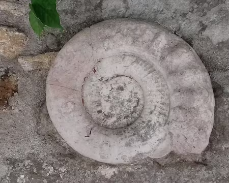 031 Ammonite