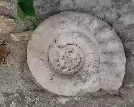 031 Ammonite