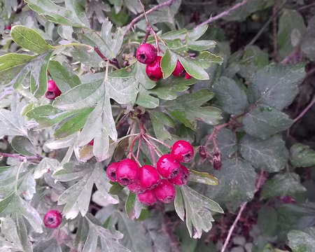 007 Cenelles d’aubépine