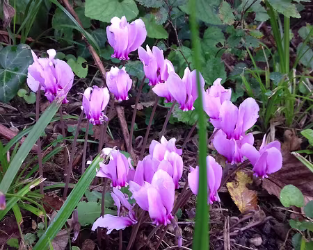 010 Cyclamens