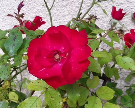 014 Rose de septembre