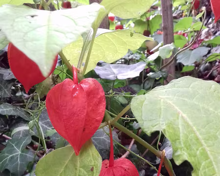 020 Lanternes du Japon (Physalis alkekengi)
