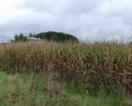 024 Champ de maïs et réservoir de stockage de l’eau potable