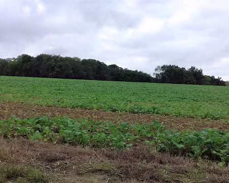 027 Champ de betteraves à sucre