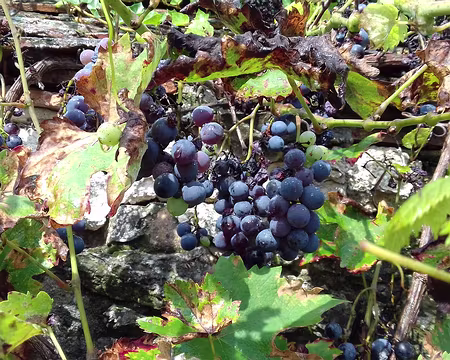 036 Raisins sur la treille
