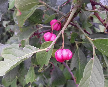 040 Fusain d’Europe («Bonnets d’évêque»)