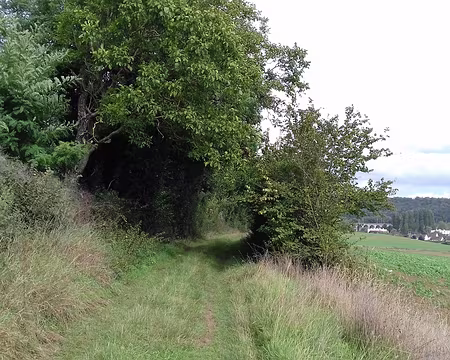 042 Noyer au bord du chemin