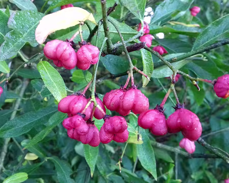 004 Bonnets d’évêque (Fusain d’Europe)