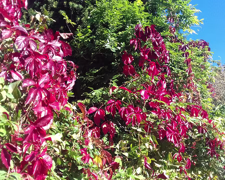 014 Couleurs d’automne