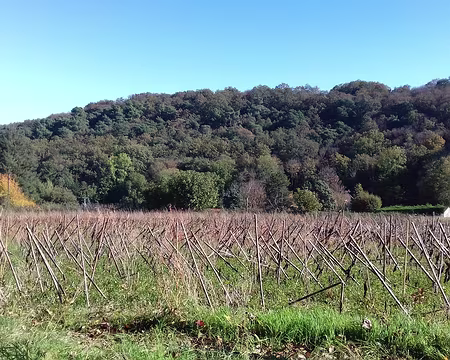 016 Champ de tournesol après la récolte