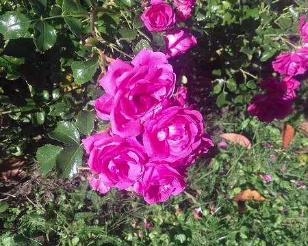 024 Roses à Saint-Chéron