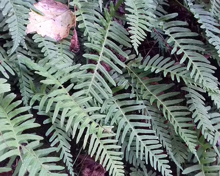 027 Fougères le long du chemin du Bois des Roches