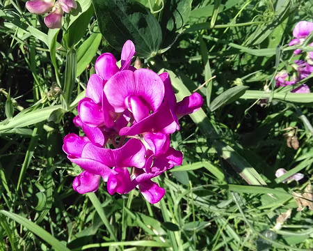 028 Merci Michel pour cette belle randonnée de Dourdan à Saint-Chéron