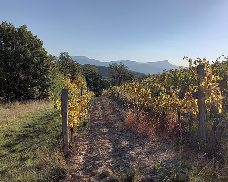 007 On y cultive des plantes aromatiques bio, mais aussi des vignes pour la Clairette et des petits vins locaux.