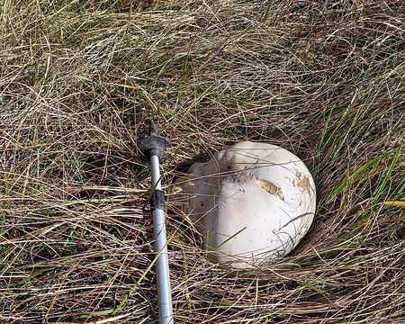 039 Vesse de loup géante comme on peut en voir souvent dans le sud.