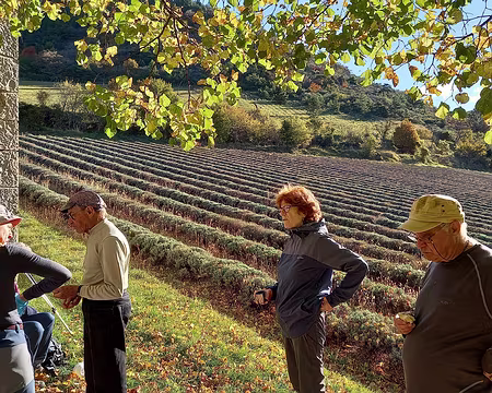 059 Certes les lavandes ont été coupées...