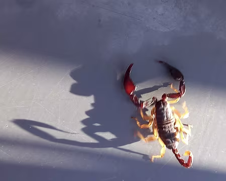 125 Ils se réfugient dans les maisons à l'automne.