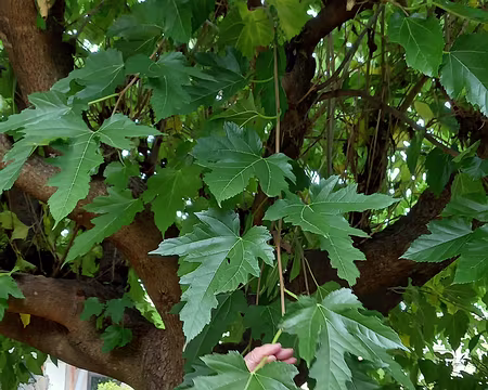 133 Elisabeth montre le mûrier platane, apprécié pour son ombrage, dans le jardin du gîte.