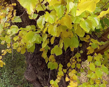 141 Mûrier blanc, plantés au XIX ème siècle dans le sud pour la sériciculture.